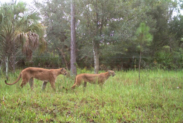 adult panthers