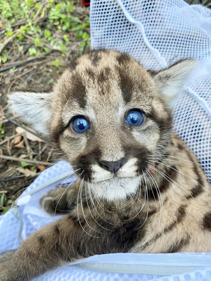 panther kitten