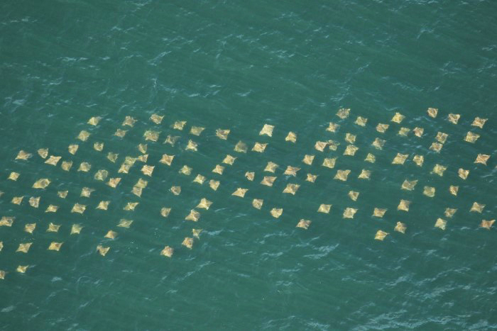 swimming rays