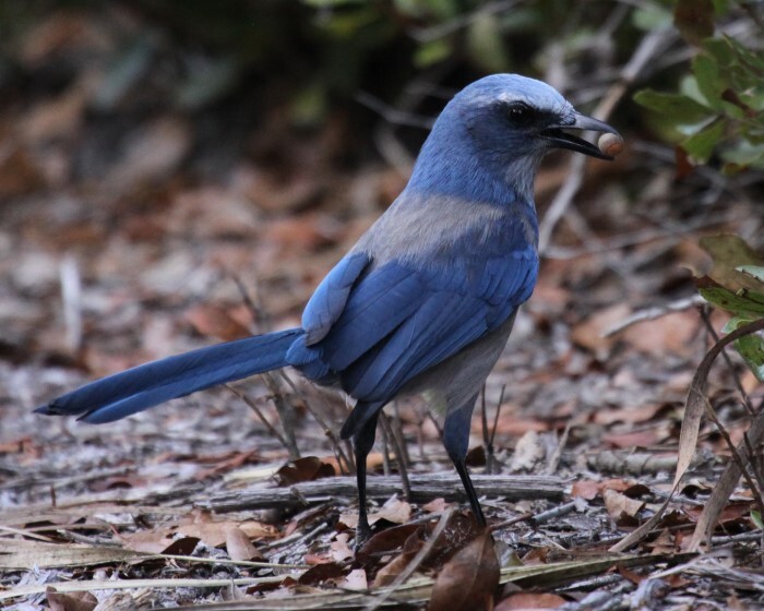 scrub-jay