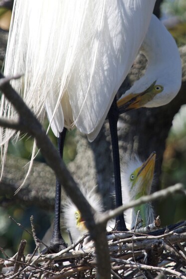 A large white bird with long, thin feathers on its back and a yellow beak stands over its nest of three white chicks.