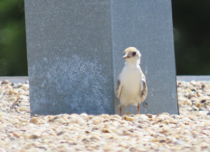 least tern fledgling near rooftop vent