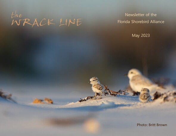 May 2023 Wrack Line cover photo by Britt Brown. Two snowy plover chicks and one adult. 