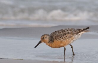Red knot photo by Mia McPherson