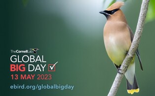 2023 Global Big Day Logo. Cedar waxwing photo by Joshua Brown