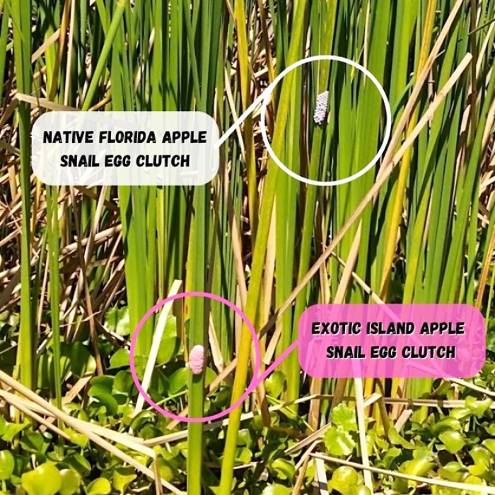 snail eggs