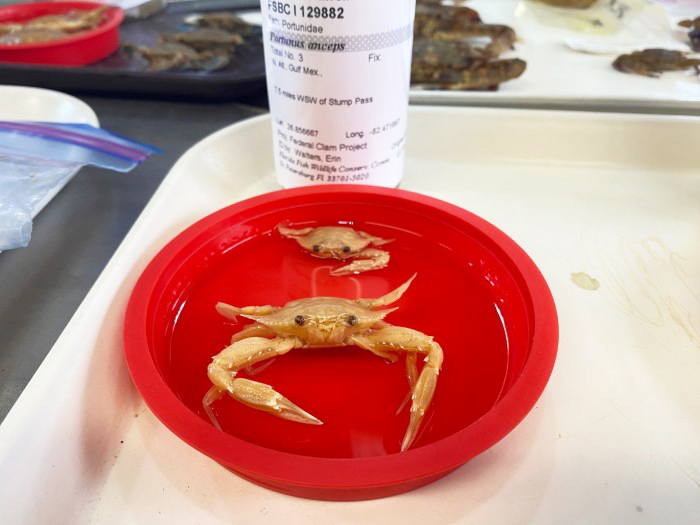 invertebrate workshop