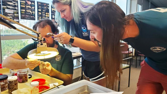 invertebrate workshop