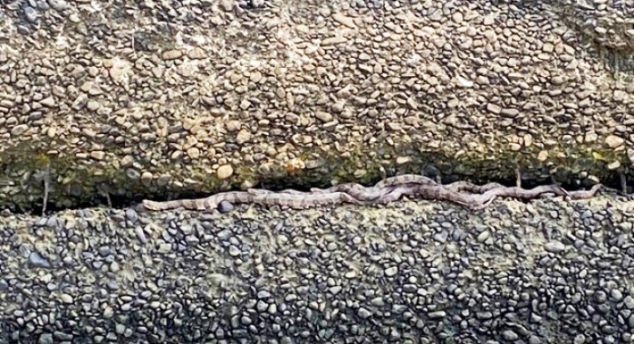 water snakes