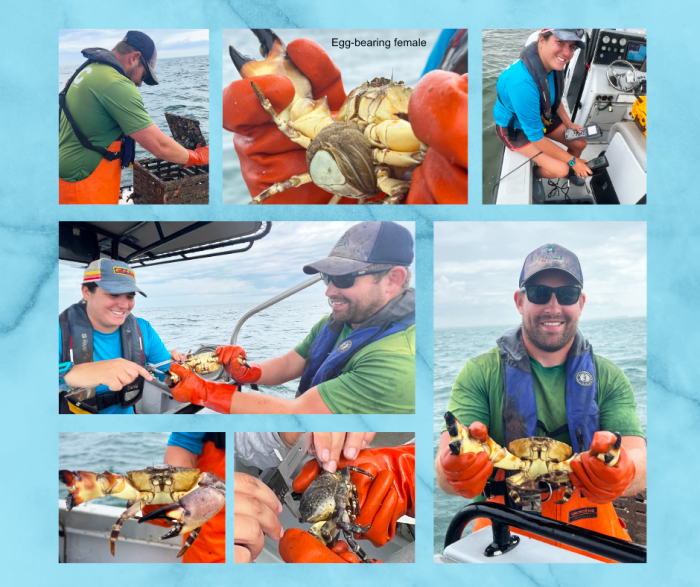 stone crab