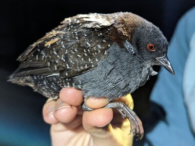 A hand holds a grey-breasted bird with red eyes and a brown, white-flecked body.