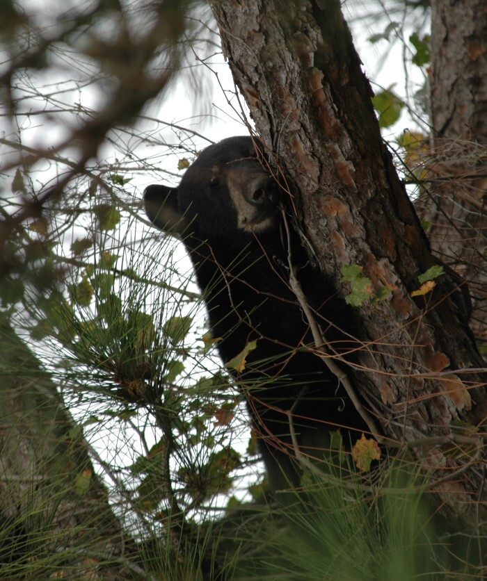 juvenile bear in tree