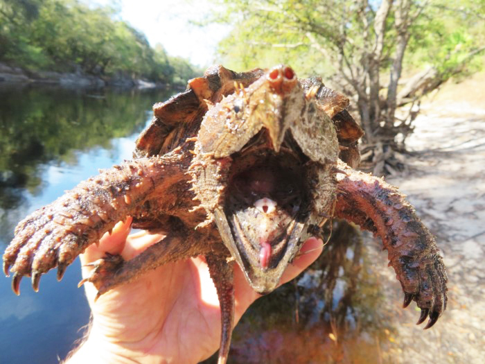 snapping turtle