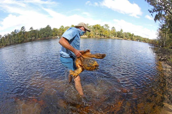 researcher holding a snapping turtle