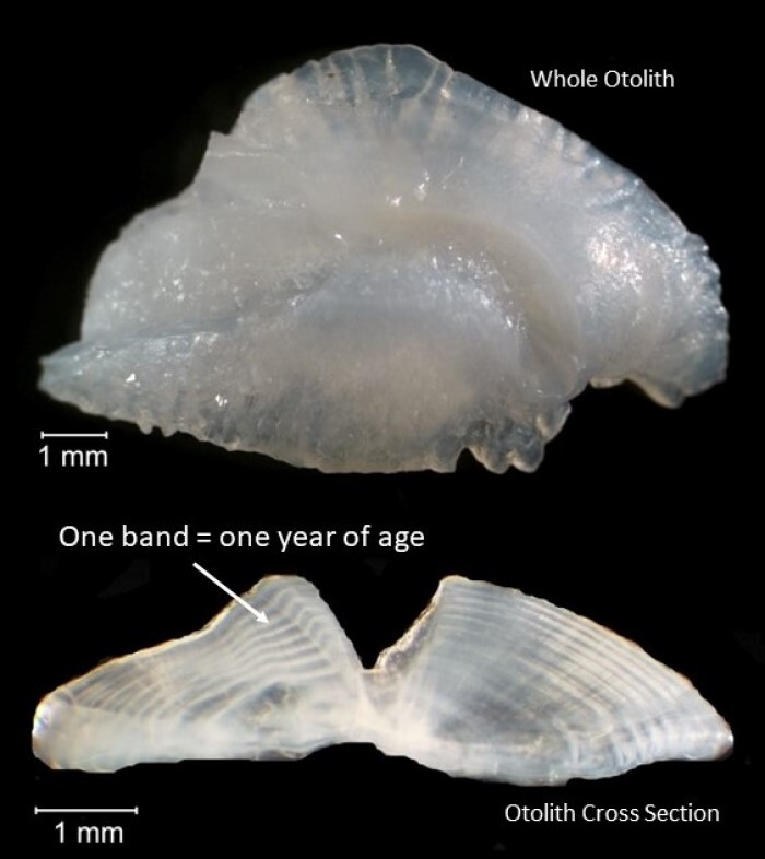 otolith and cross section