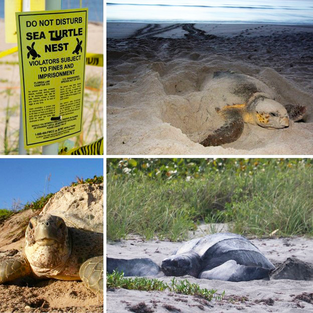 sea turtle nesting