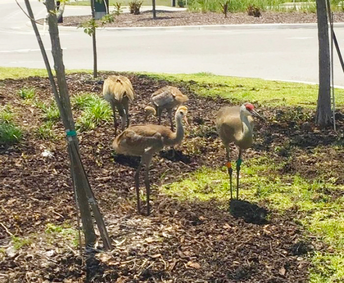 sandhill cranes next to road