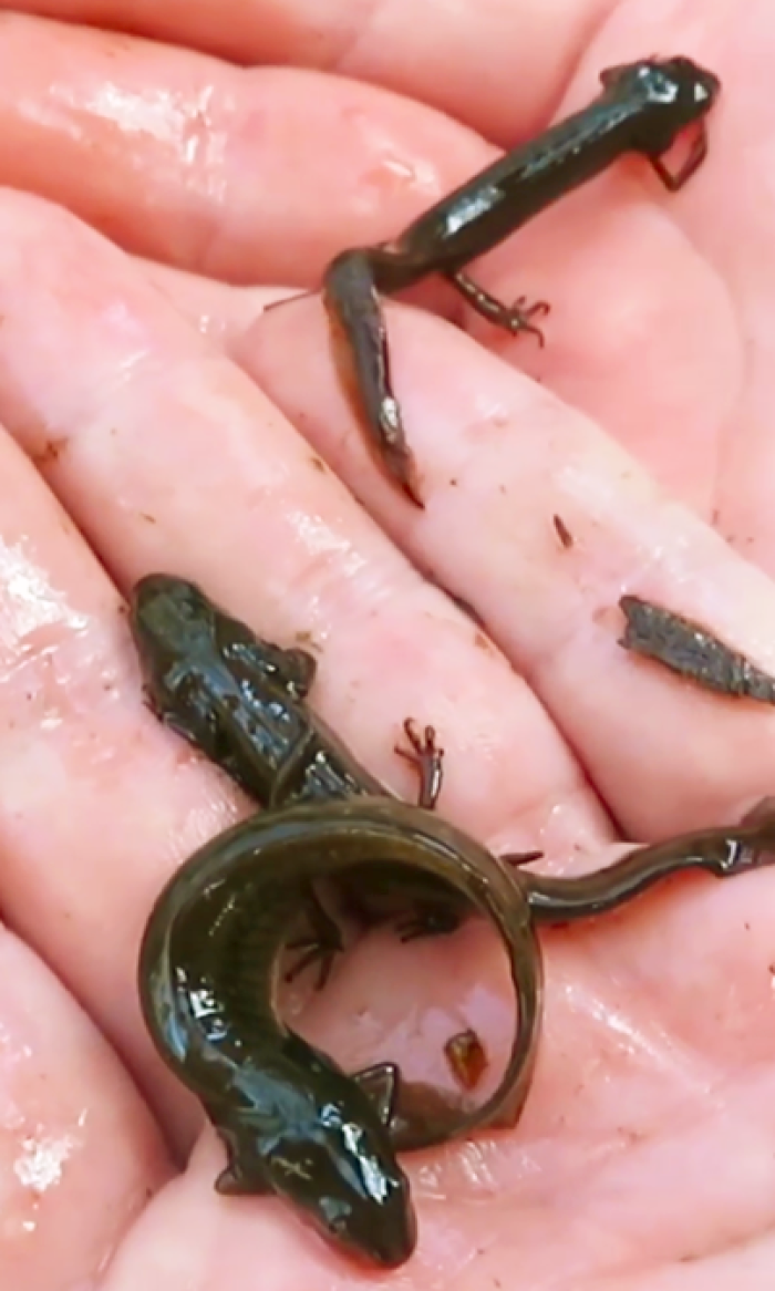 newts