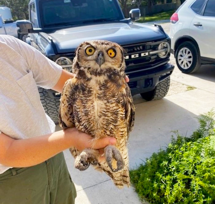 horned owl rescue