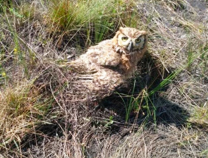 horned owl rescue