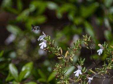 A navy-blue bee hovers over a small pale flower at the end of a thin branch with little, narrow, rounded leaves.
