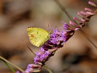 A butterfly sits, wings folded, on a sprig of delicate, wispy purple flowers.