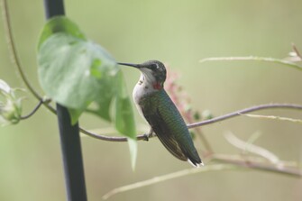 A hummingbird sits on on a curved vine with a single leaf. 
