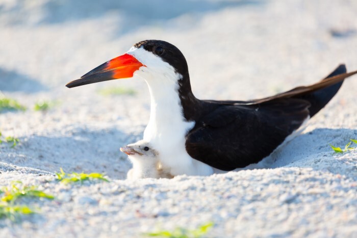skimmer and chick on the beach
