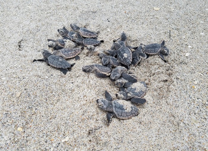 sea turtle hatchlings on the beach