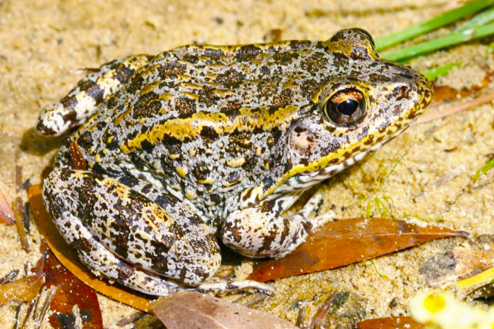 gopher frog