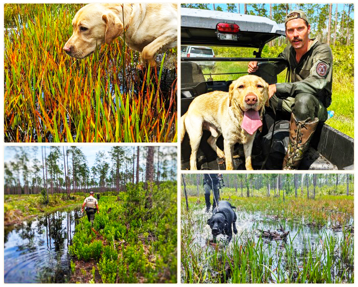 search and rescue K-9 officers