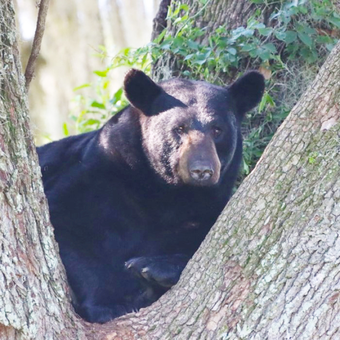 bear in crook of tree