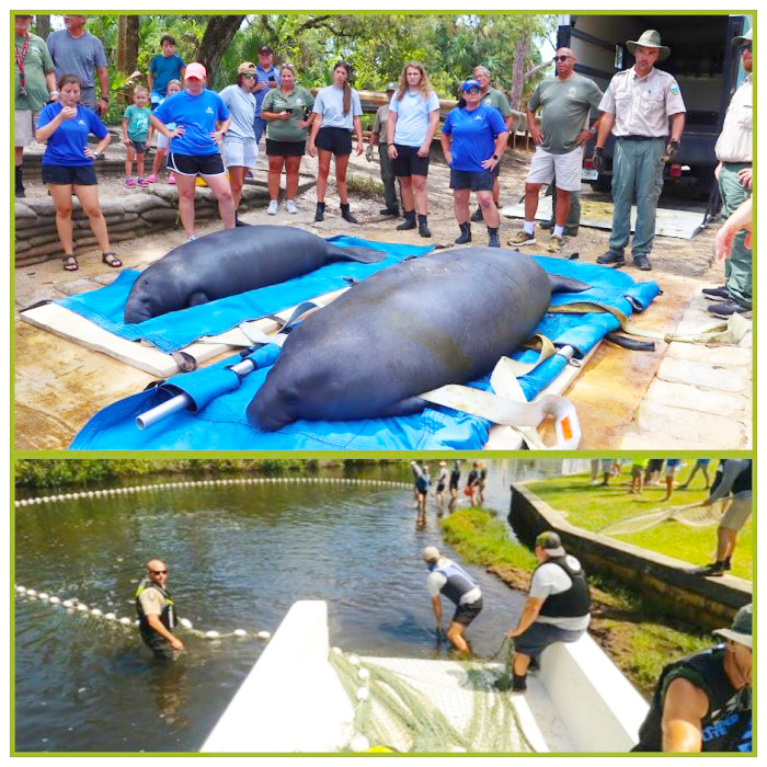 manatee release