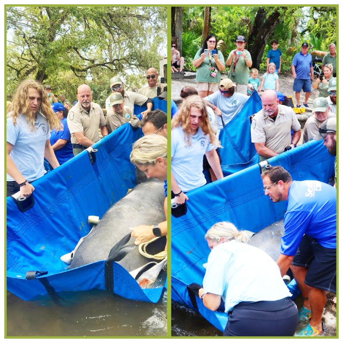 manatee release