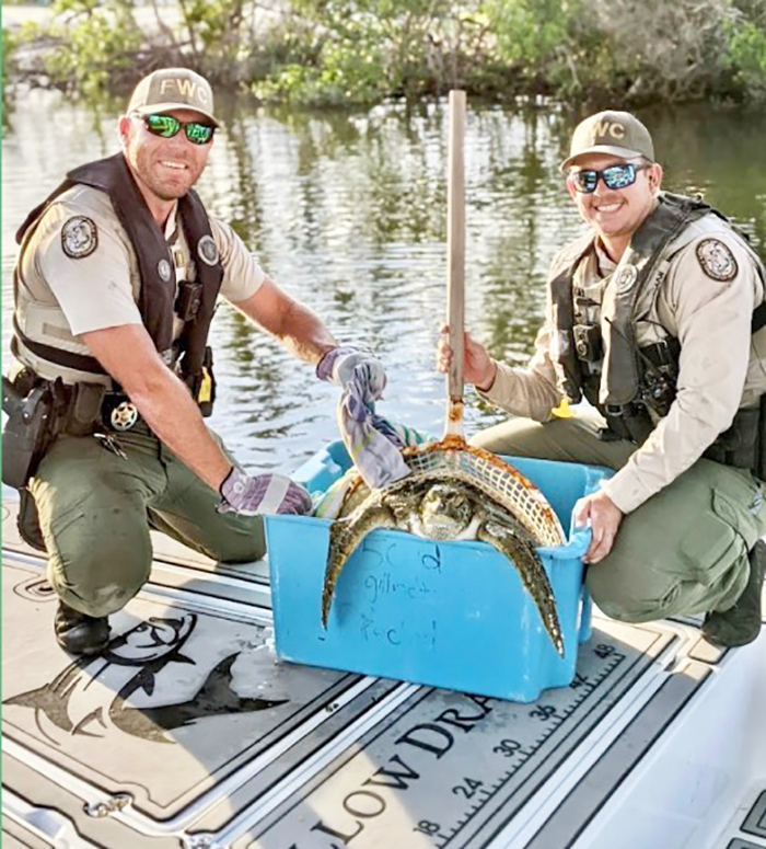 sea turtle rescue