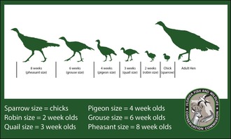 Chart showing the size progression of turkeys as they grow from chicks to adults.