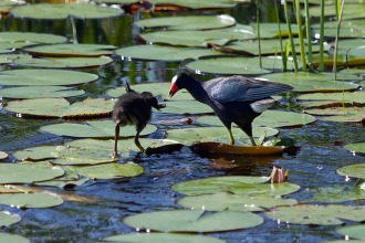 A juvenile Purple Gallinule stands on a lilypad facing its mother.