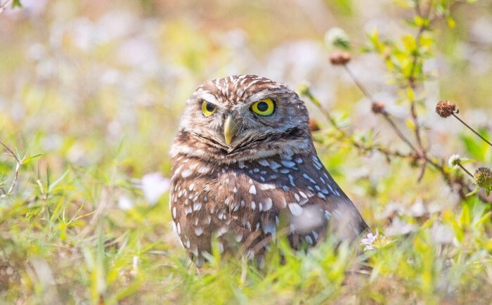 burrowing owl in field