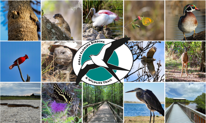 montage of various birds with Trail logo