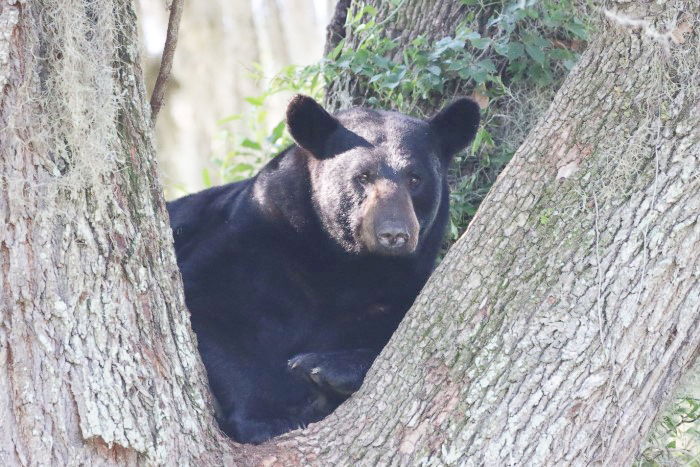 bear resting in tree