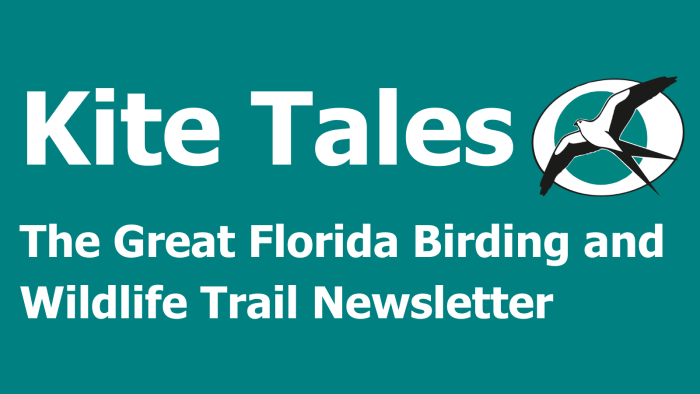 masthead: Kite Tales - The Great Florida Birding and Wildlife Trail Newsletter