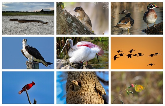 Compilation of images showing wildlife and landscapes from new Great Florida Birding and Wildlife Trail Sites.