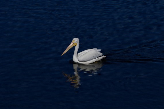 A single White Pelican floats on the gently rippled surface of deep blue water.