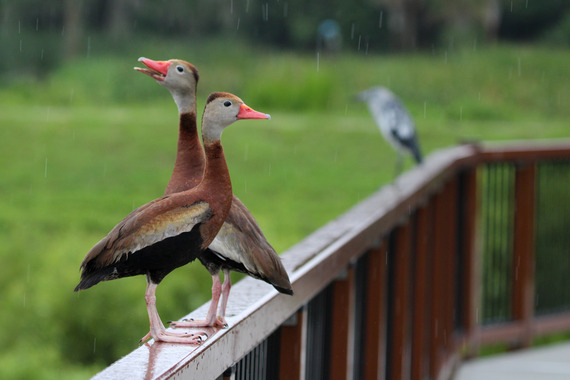 Two Black-bellied whistling ducks stand on a wooden railing in a light downpour.