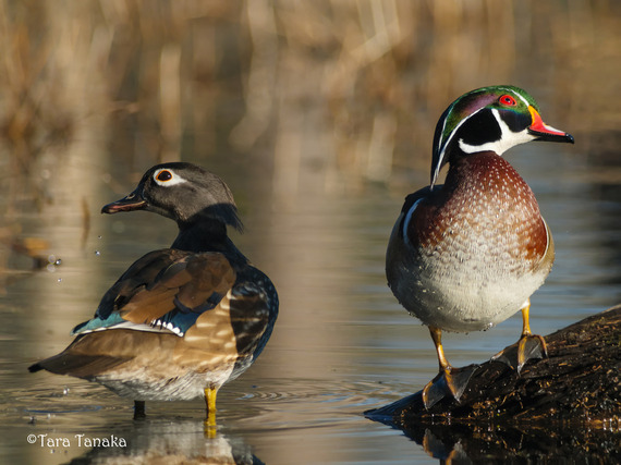 Two Wooducks, a female and a male stand at the water's edge.