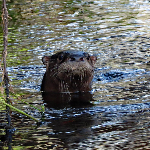 An otter sticks its head above the water.