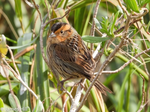 A Saltmarsh Sparrow perches in the bushes.