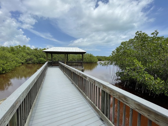A boardwalk streches into the mangrove, ending in a covered viewing area.
