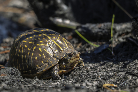 A little Box Turtle with a yellow pattern on its round, dark green shell.