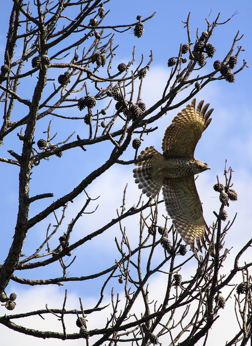 A Red-shouldered Hawk flies from a dead pine tree.